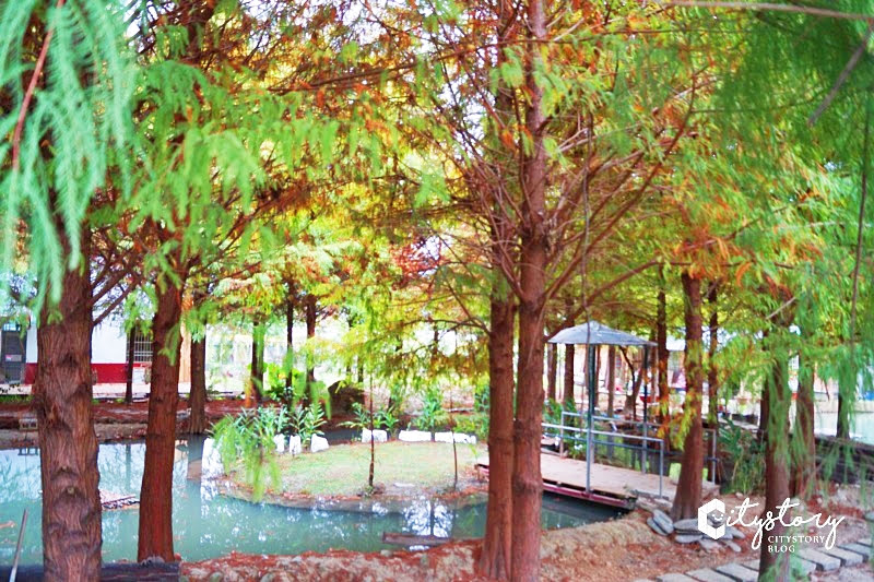 【南投國姓景點】國姓九佃落羽松祕境~上百顆落羽松網路爆紅私人景點 【南投國姓景點】國姓九佃落羽松祕境~上百顆落羽松網路爆紅私人景點