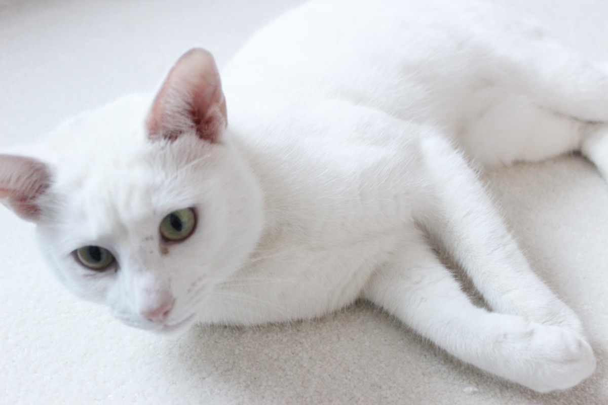 White Cat Camouflaged Into Carpet