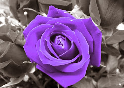 purple rose wallpapers desktop flowers