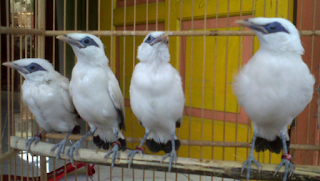 Cara Terbaik Untuk Membedakan Jantan Dan Betina Burung Jalak Bali