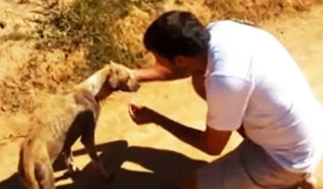 “The Angel of Animals” Has Dedicated His Life To Saving Dying Animals