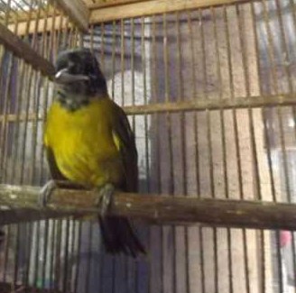 Harga Burung Samyong Paling Baru Di Awal Tahun 2017 Kicau Mania