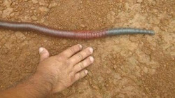 The Mongolian Deathworm