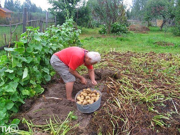 Все для дачи: Как вырастить крупный картофель