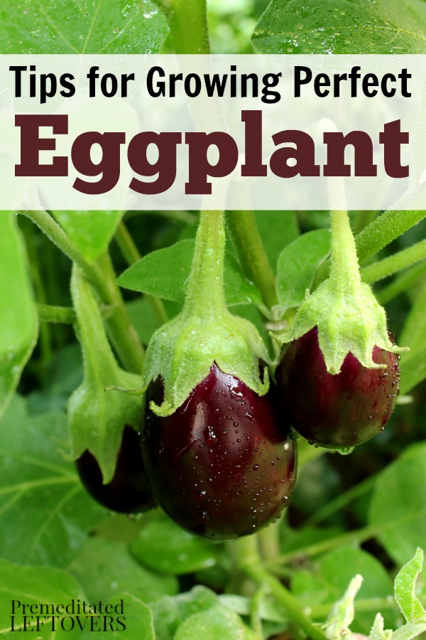 Tips On How to Grow Eggplant, Aubergine, Brinjal Everything About Garden