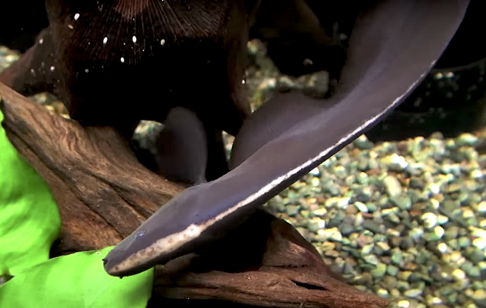 ブラックゴースト Black Ghost Knife Fish Black Ghost Apteronotus Albifrons Aquarium Movies Japan Archive 生きている魚図鑑