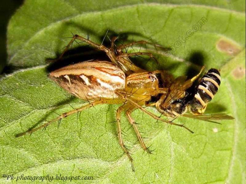 What Do Spiders Eat? Nature, Cultural, and Travel Photography Blog