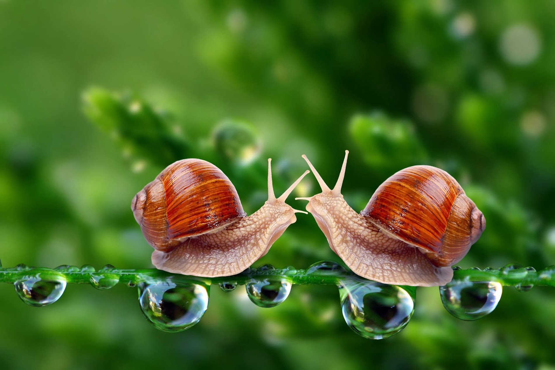 Snails HD Wallpaper