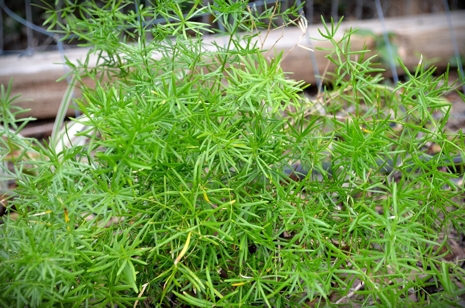 Patchwork Garden February Foliage FollowUp...