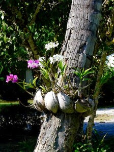 Orquídea plantada na árvore.