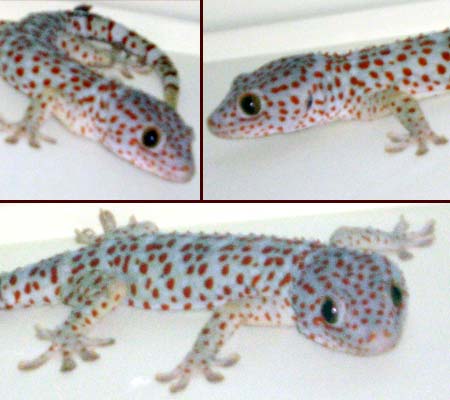 Contoh Karya Ilmiah Zoologi Vertebrata - USA Momo