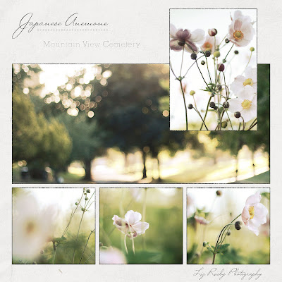 liz rusby photographs: Anemone