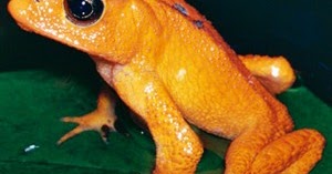 Storie sull’ambiente: il racconto del rospo dorato