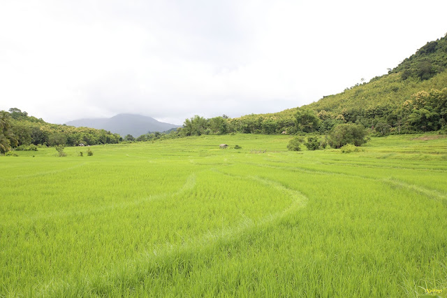 No hay caos en Laos - Blogs de Laos - 21-08-17. Excursión a las cascadas de Kuang Si. (3)