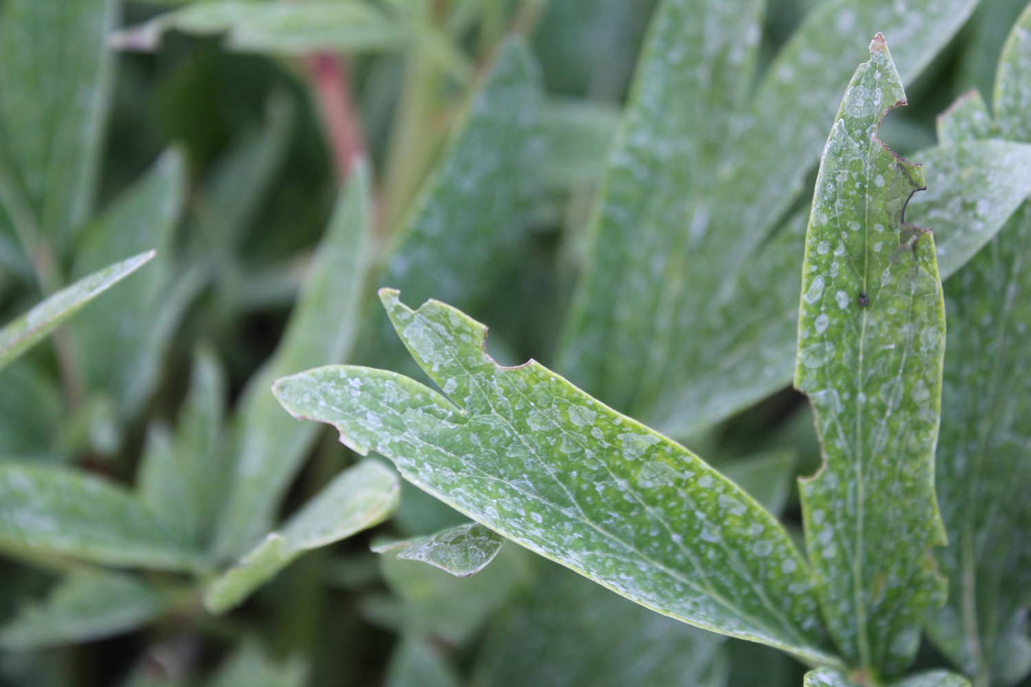 Kar's Kith and Kin I thought bees were supposed to be good.