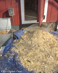 chicken coop bedding sand litter coops chick chickens superstar shavings pine clean straw cleaning flooring using cleaner less run tips