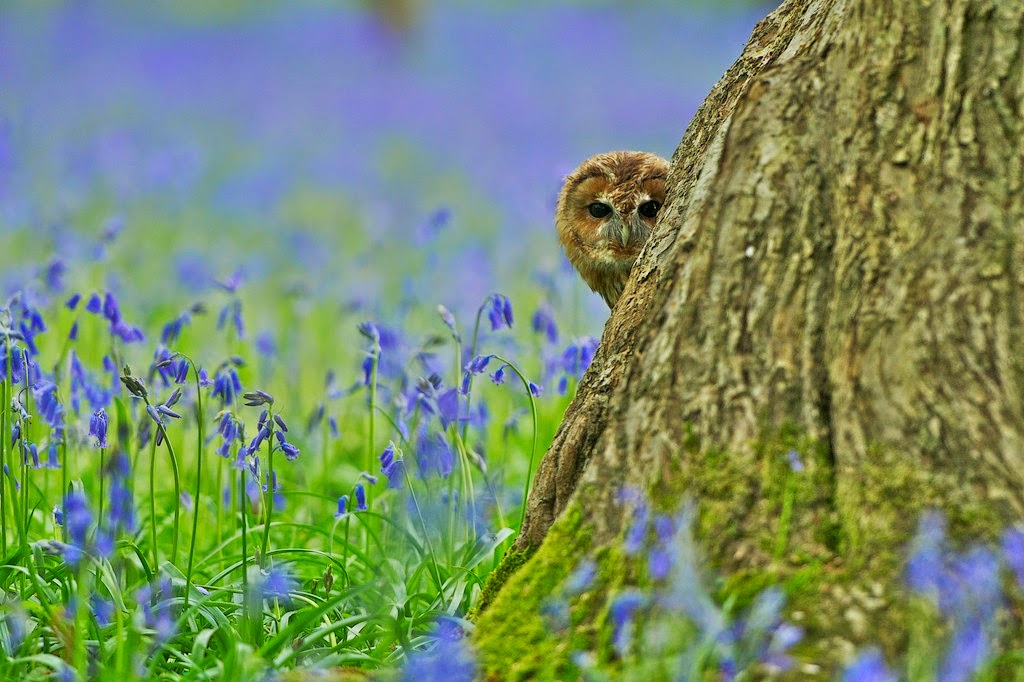 Matt's Photos Animals in the Bluebells