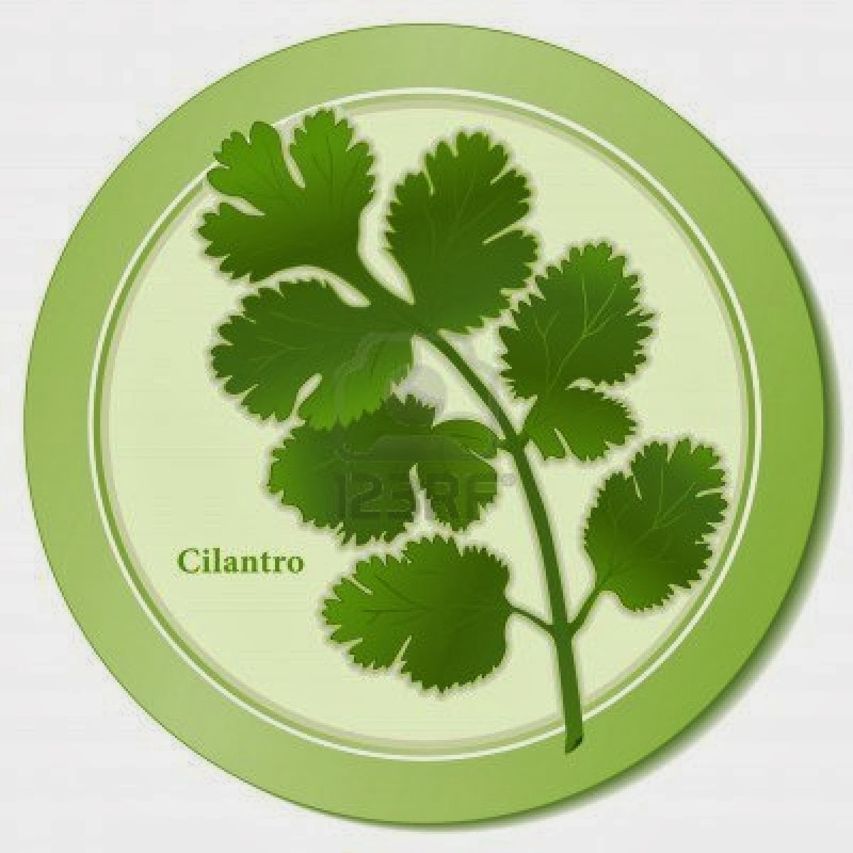 Simple Weightloss for Real People Fact or Myth Does a Parsley and