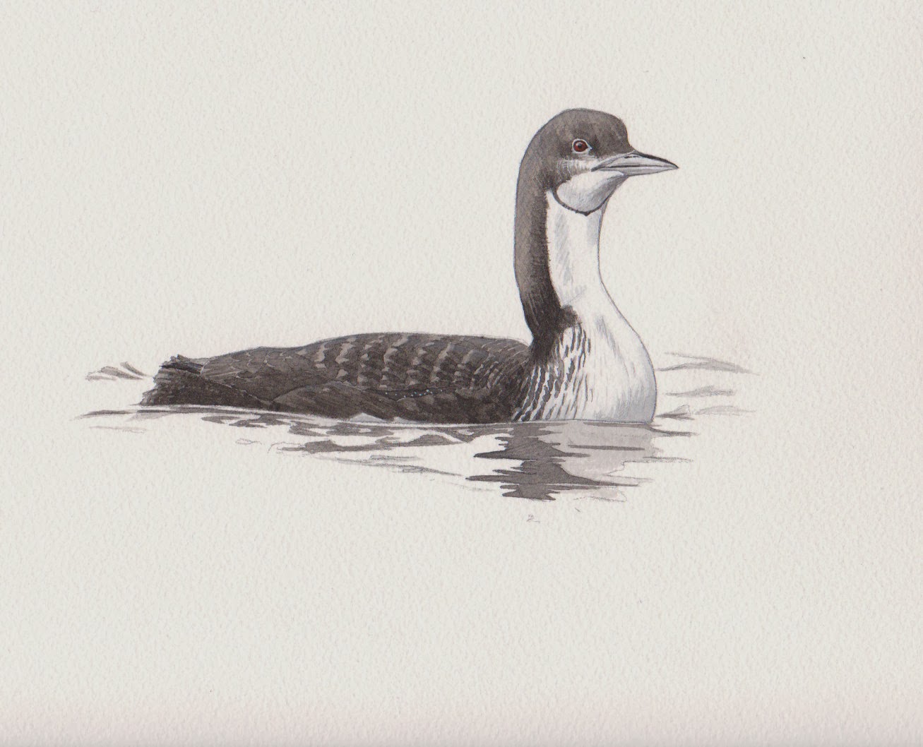 Гагара с черным пером Гагара с черным пером