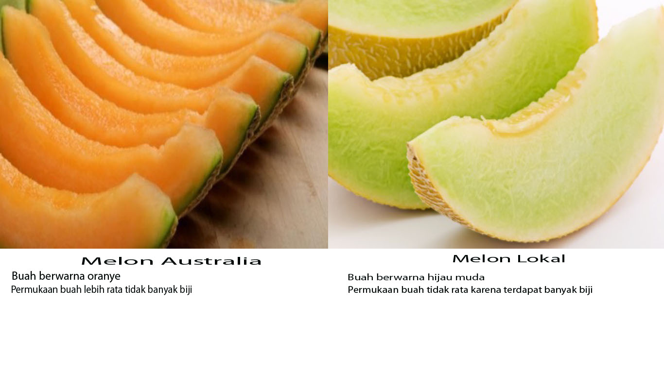 Melon Australia Terkontaminasi Bakteri Listeria Badan Karantina