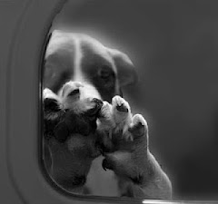 7/23/12 "TAKE ACTION- Please give thanks to Congressman Jim Moran for his wonderful ANIMAL ADVOCACY