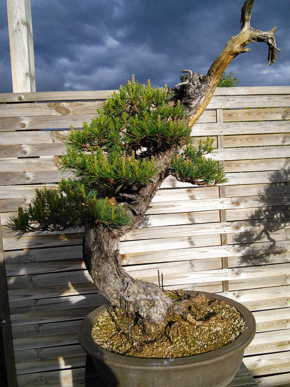 el bonsái según el drink team Época de pinzado