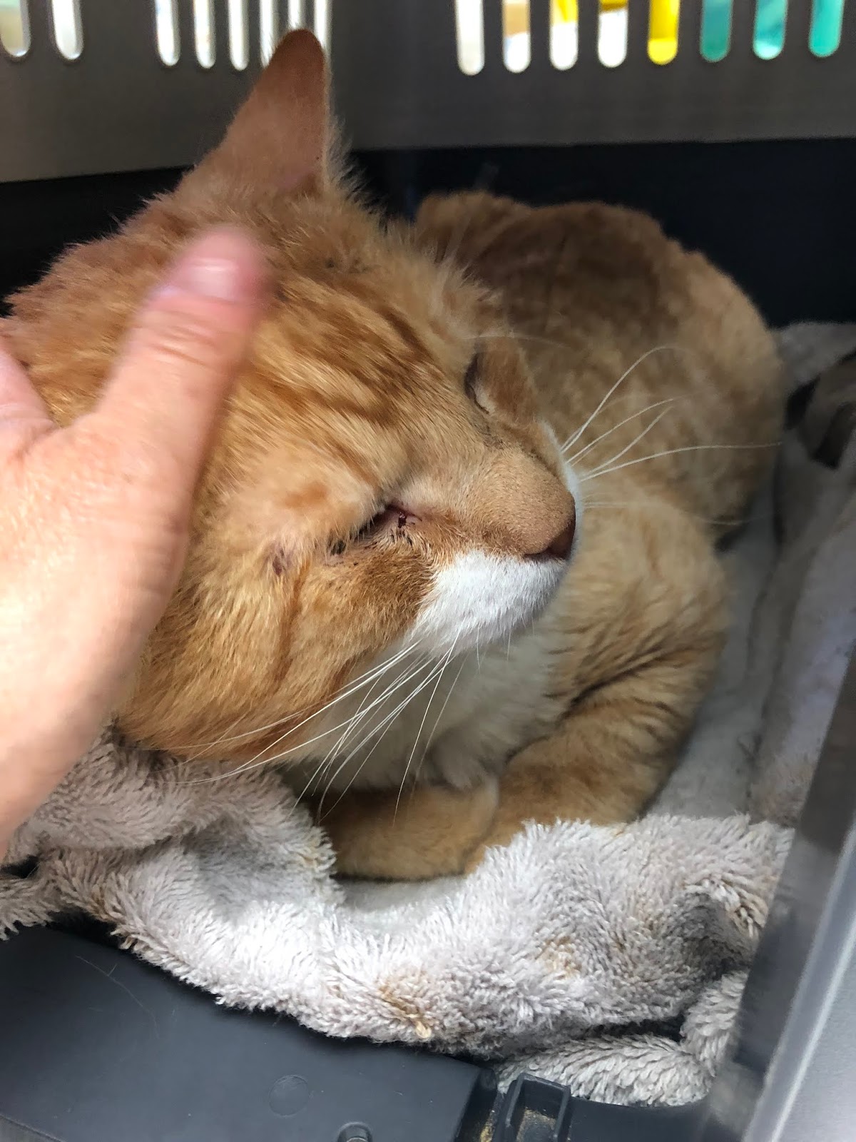 Diary of a RealLife Veterinarian Drain Placement In A Cat Abscess