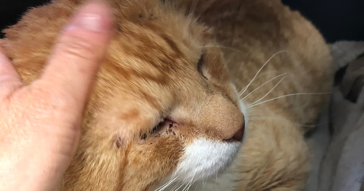 Diary of a RealLife Veterinarian Drain Placement In A Cat Abscess