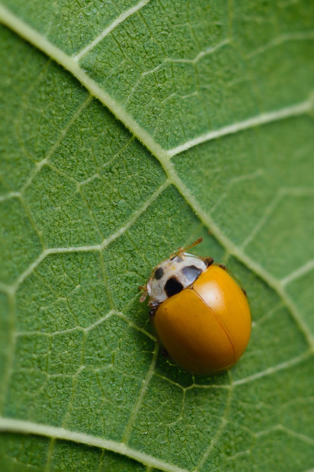 Photo Kit Yellow ladybird