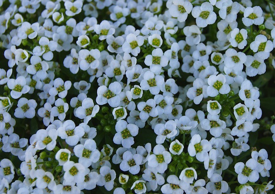 Romantic Flowers Alyssum Flower