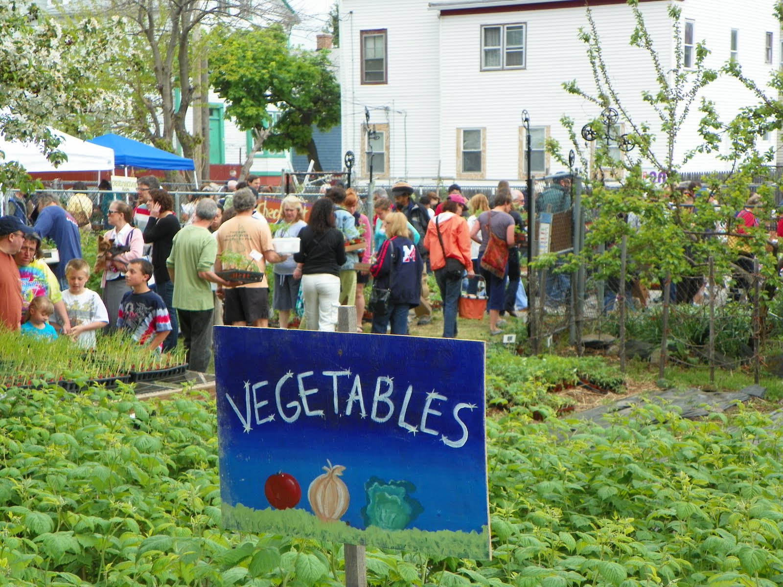 NOMADIC CHEF 19th Annual Rare and Unusual Plant Sale & Building my Raised Vegetable Beds