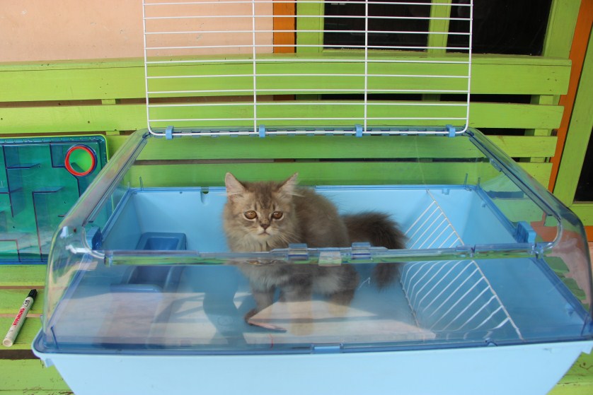 Jual Kandang Hamster Zoo Zone 1 untuk Hamster - Kitten - Kelinci OKE! 