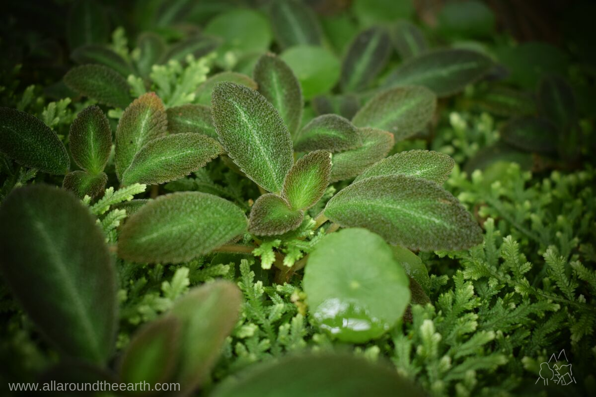 Tiny plant Episcia lilacina, Leipzig botanical garden, Leipzig, Germany A tiny plant Episcia lilacina battling with the surrounding plants and mosses for light, Leipzig botanical garden, Leipzig, Germany