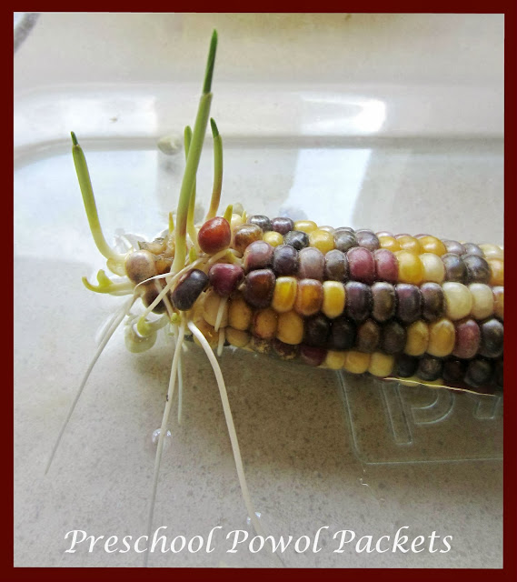 Thanksgiving Preschool Science Experiment!! | Preschool Powol Packets