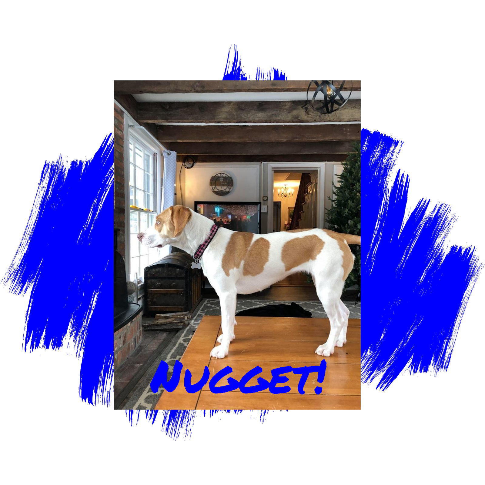 healing hearts animal rescue group