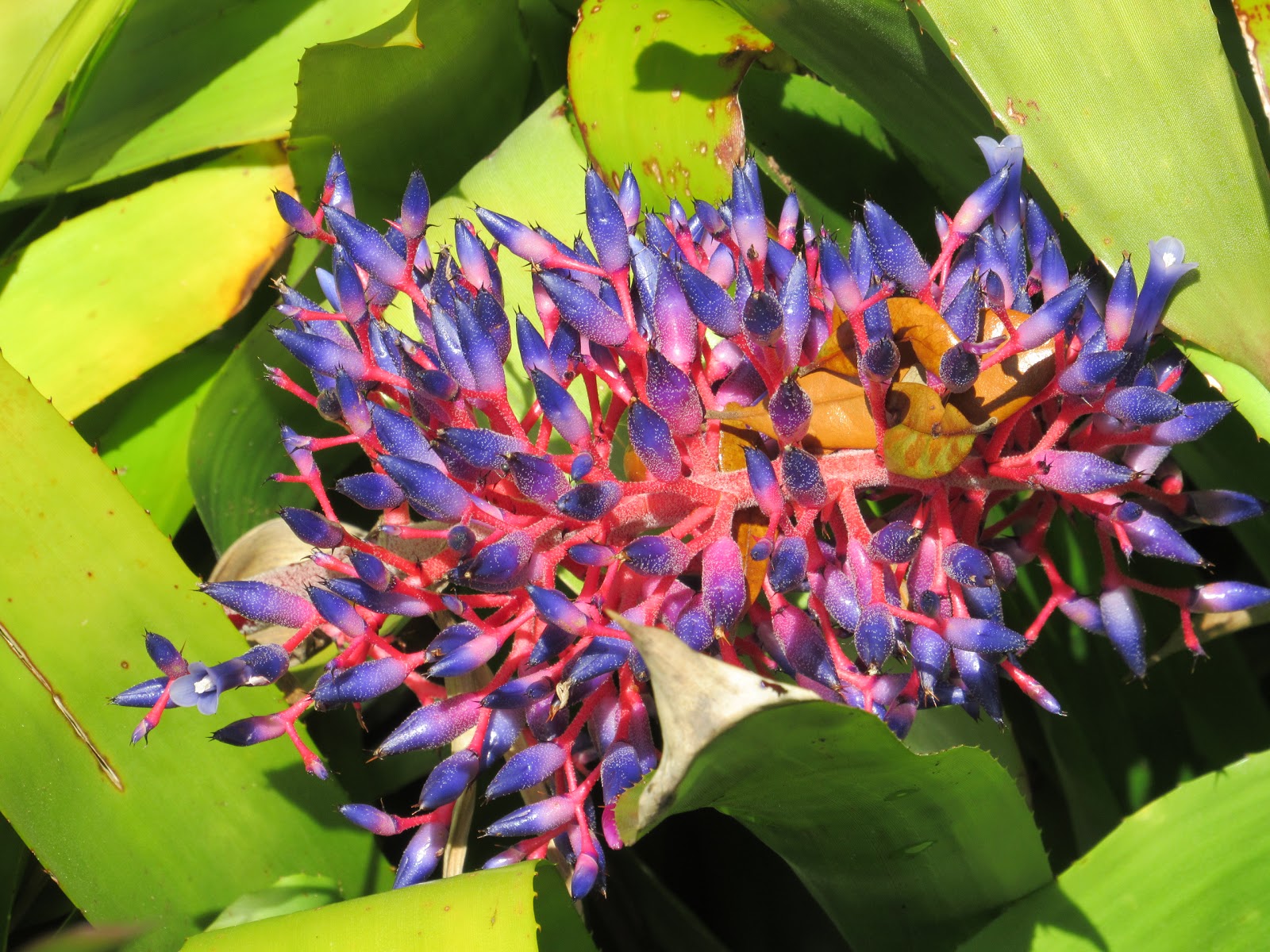 TM Gallery Walsingham Botanical Garden February 8, 2017