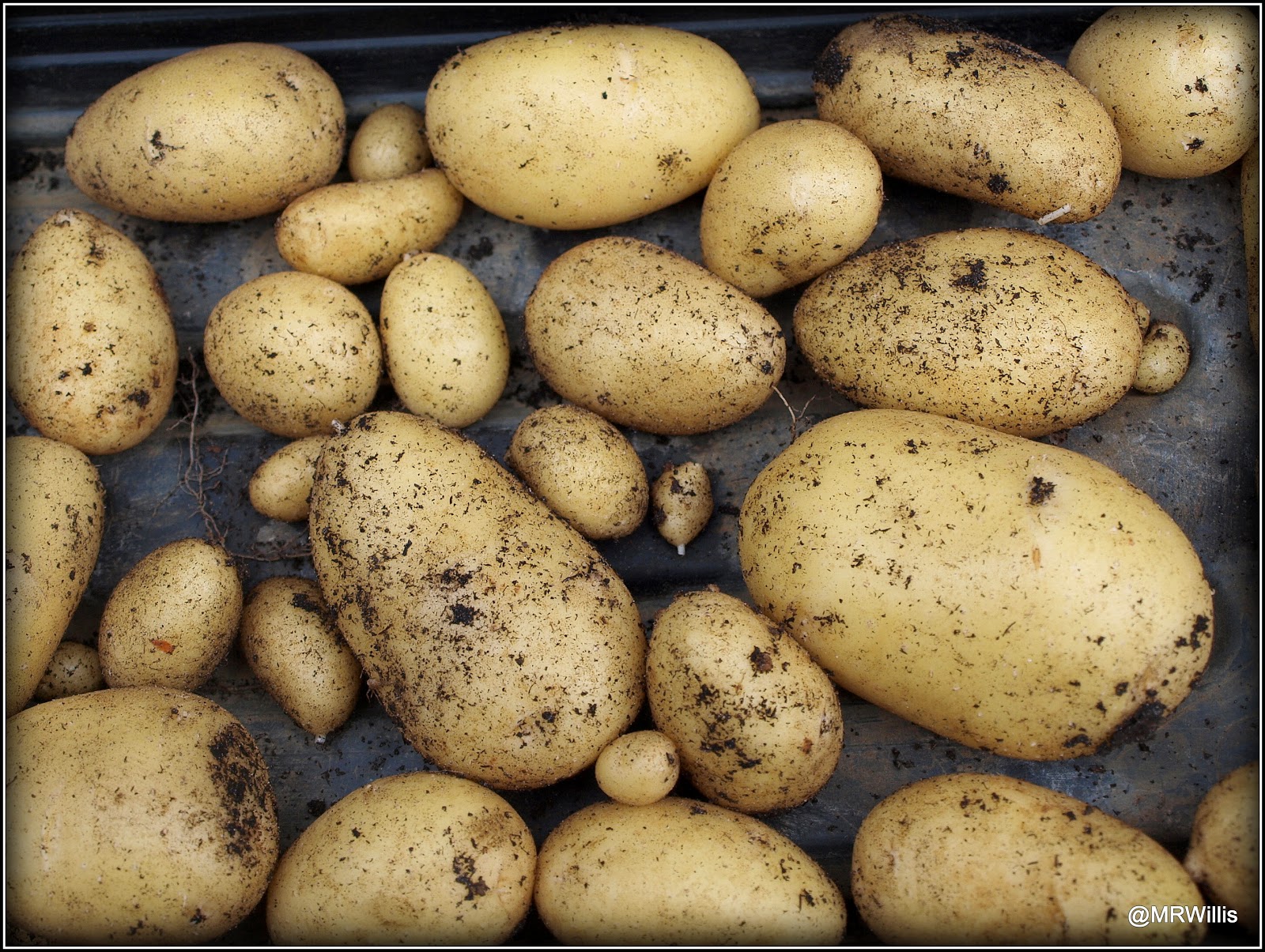 Mark's Veg Plot First Early potato "Annabelle"
