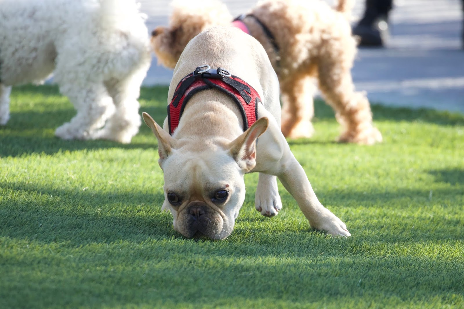 EV Grieve Renovated small dog run reopens in Tompkins Square Park