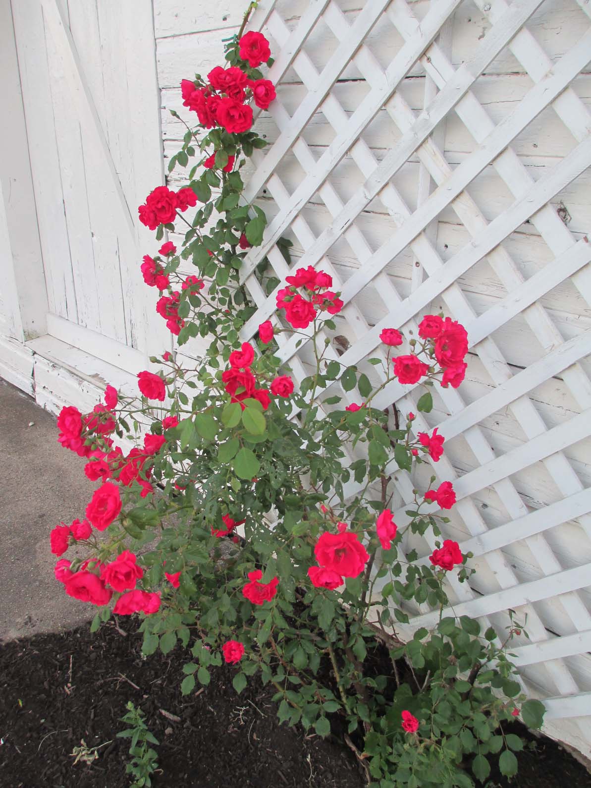 Garden Fancy Early June Flowers