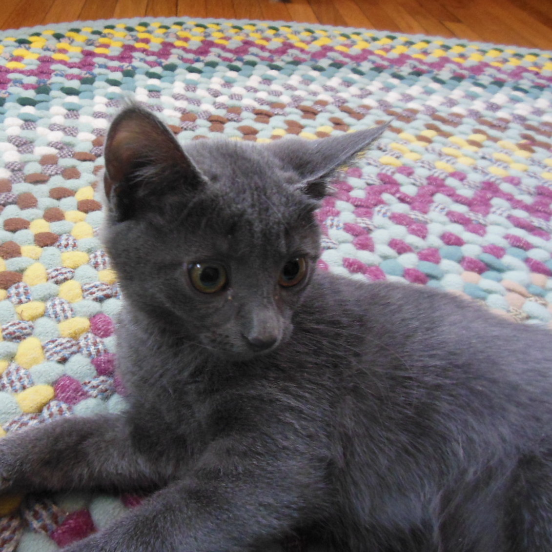 Feline Rescue Cat Tales Gray Kittens Looking for Homes