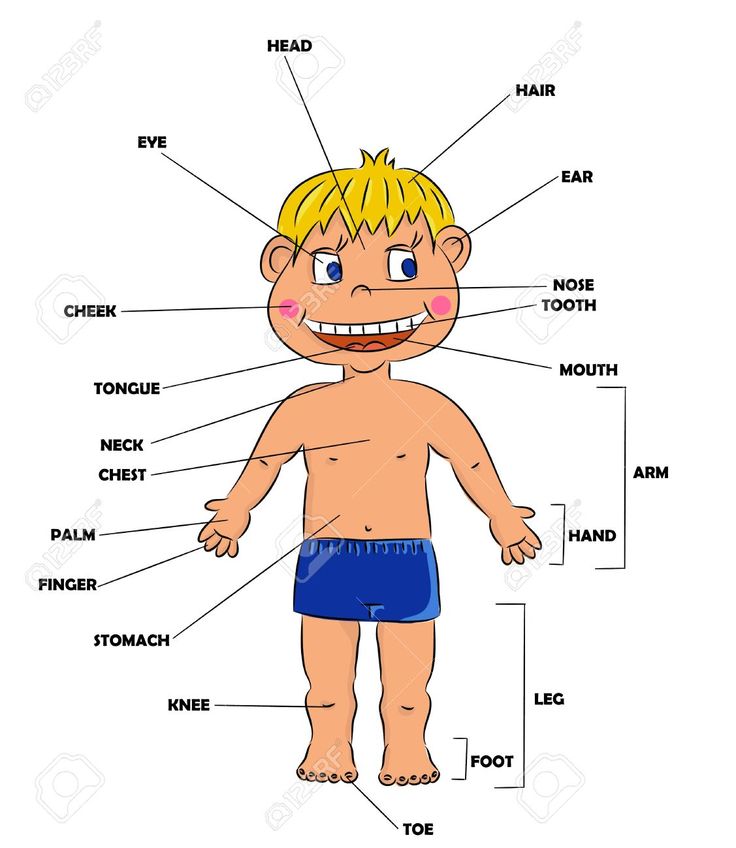 Las Partes Del Cuerpo Humano