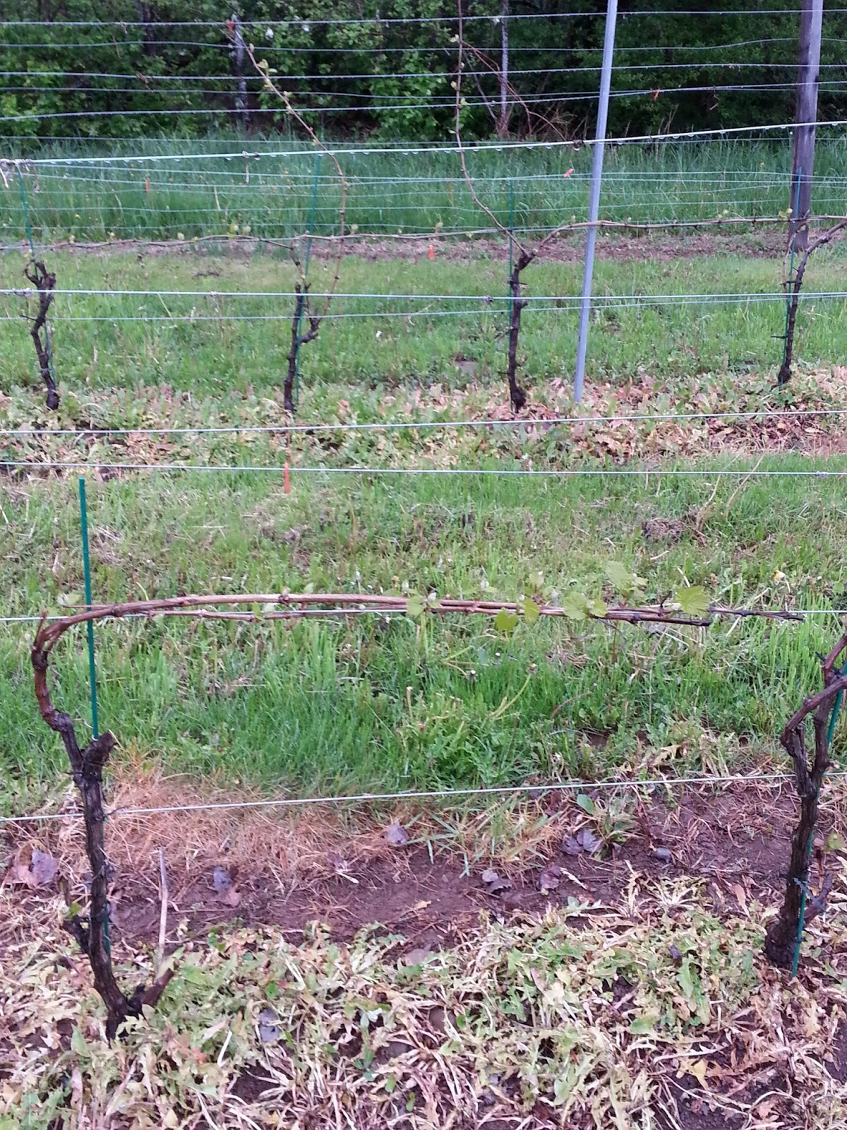 Granville Gardens Vineyard