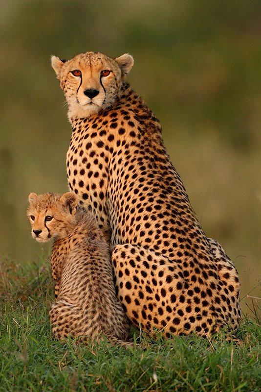 Pbs Nature Animal Best Friends Pbs Nature Animal Best Friends