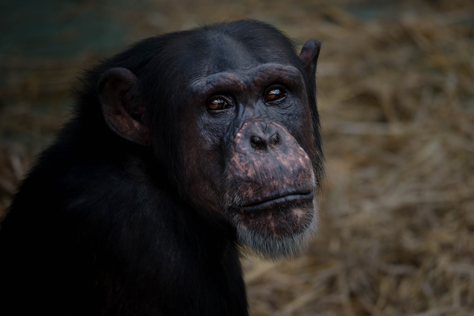 affen im krefelder zoo affen im krefelder zoo