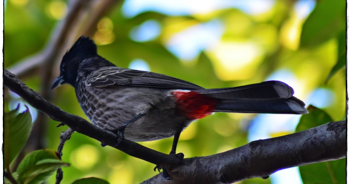 The Redvented Bulbul (Pycnonotus Cafer) pictures, video and Detail