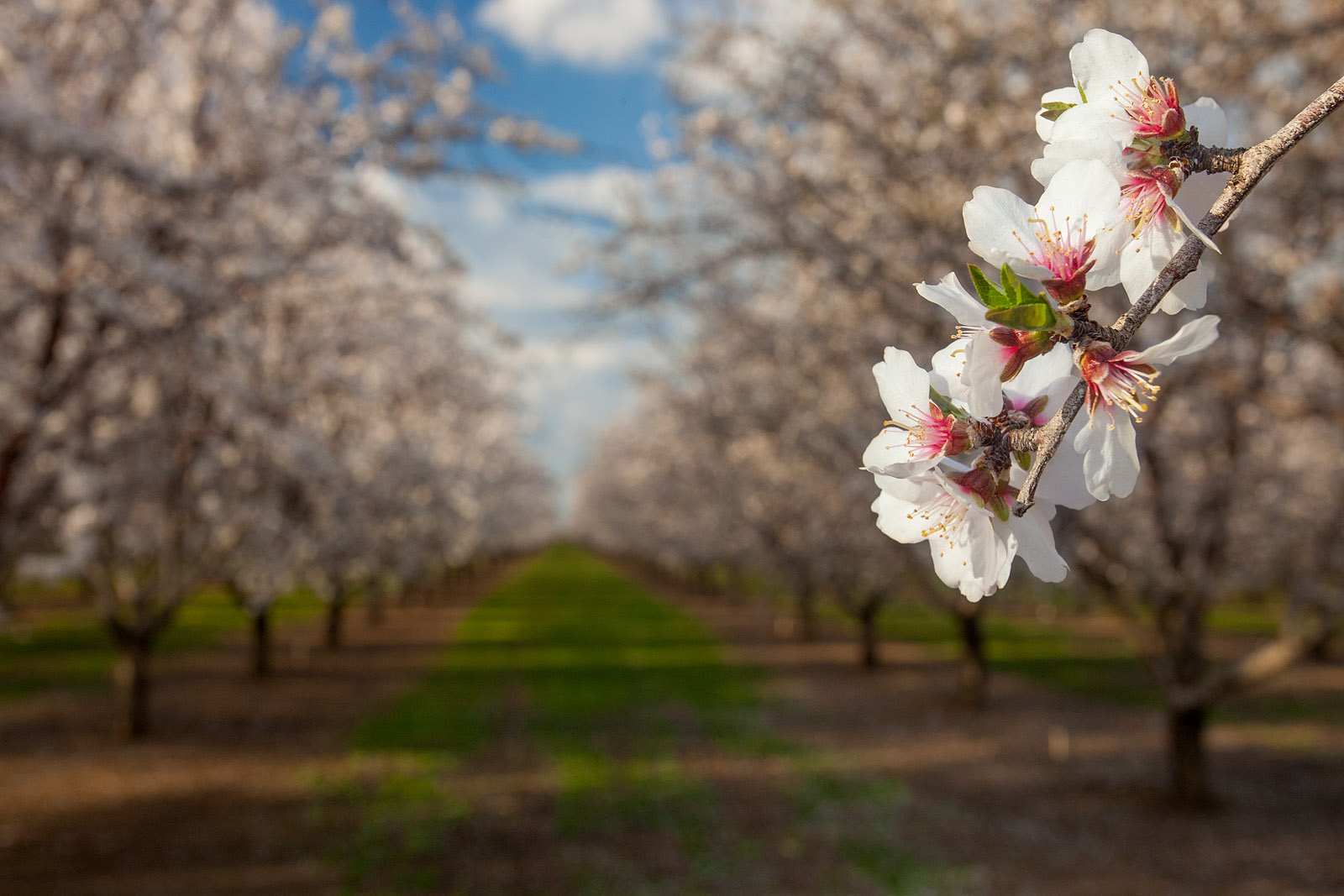 Anthony Dunn Photography Almond Bloom in Full Bloom