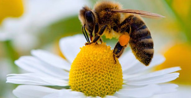 Peligran 2 mil especies de abeja en México