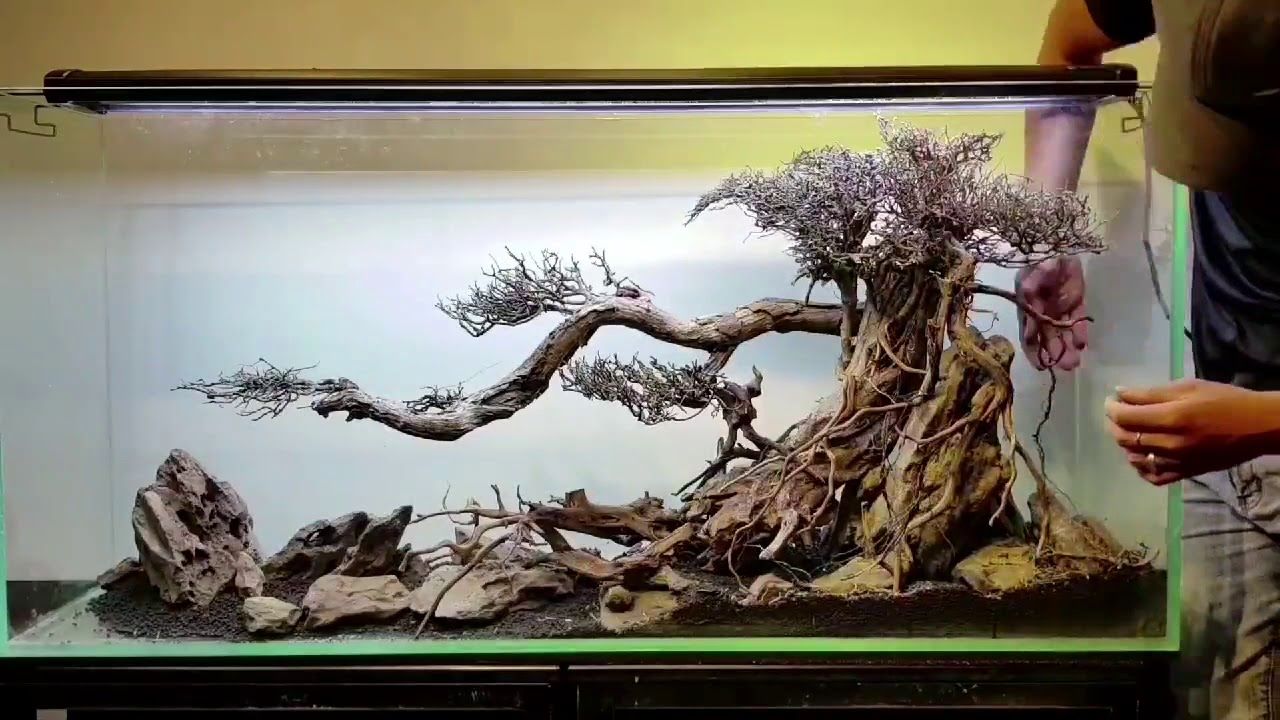 Contoh dan Referensi Desain Aquascape Bonsai Terbaik