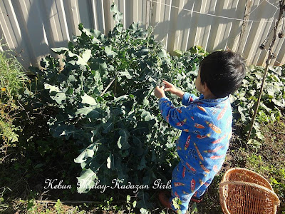 Kebun Malay Kadazan S Welcome Back Home Harvest It Has Been Almost A Week Since We Have Back From Melbourne The Recently Discharged Patient Is Recovering Well He Starts To Climb And Making Mischief