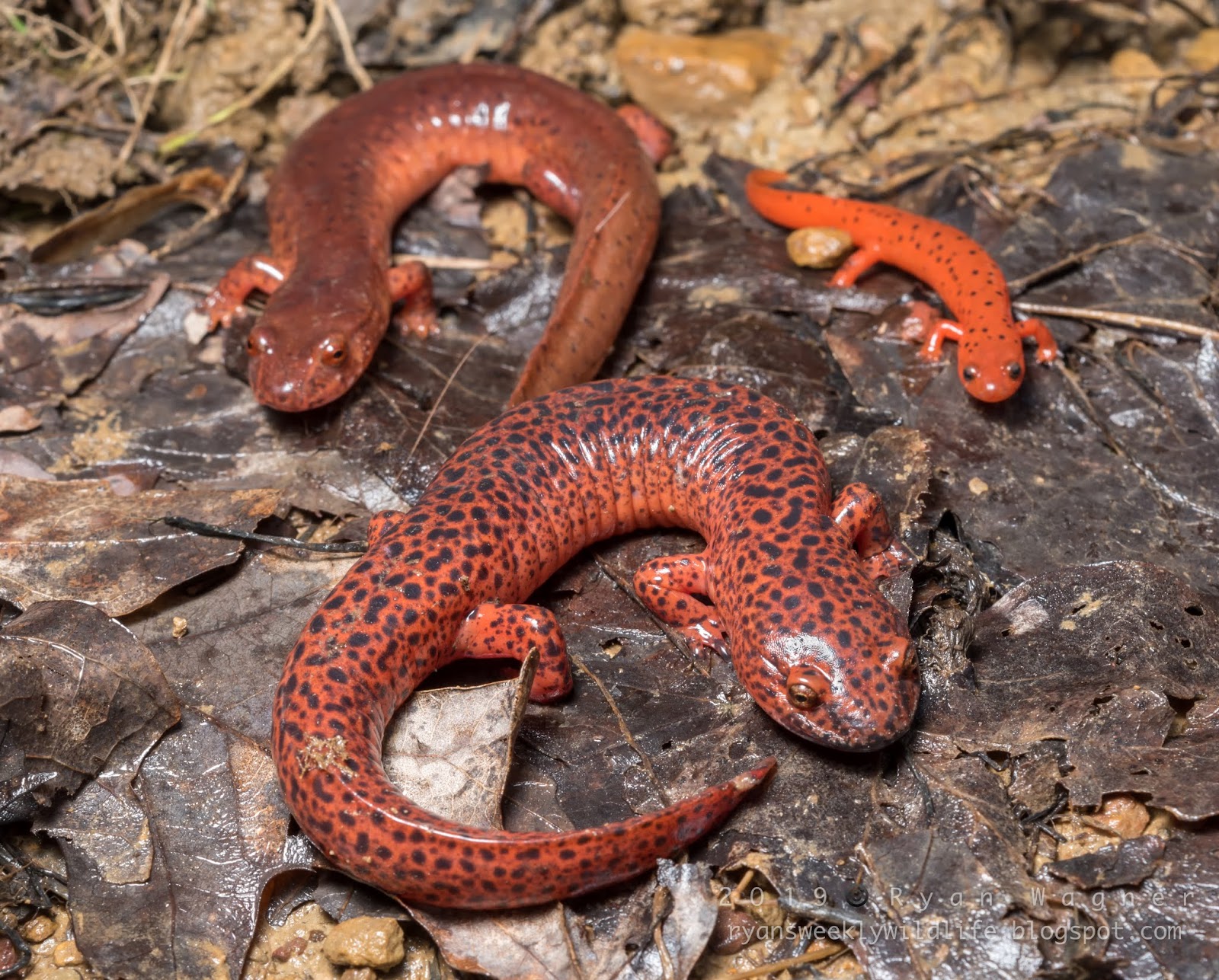 forfængelighed Mange farlige situationer vores Field Life: The Salamander Trifecta